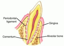 periodontium